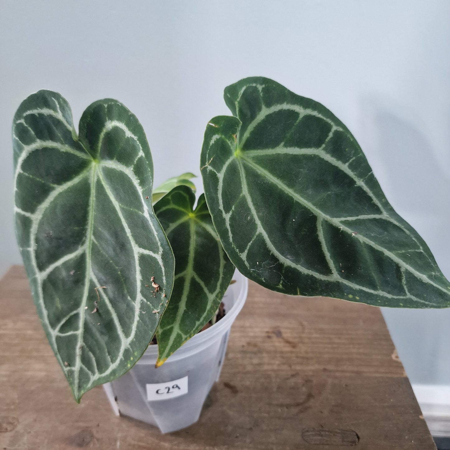 Ecuagenera Rehab Anthurium with noID (C29)