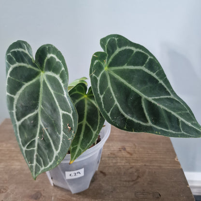 Ecuagenera Rehab Anthurium with noID (C29)
