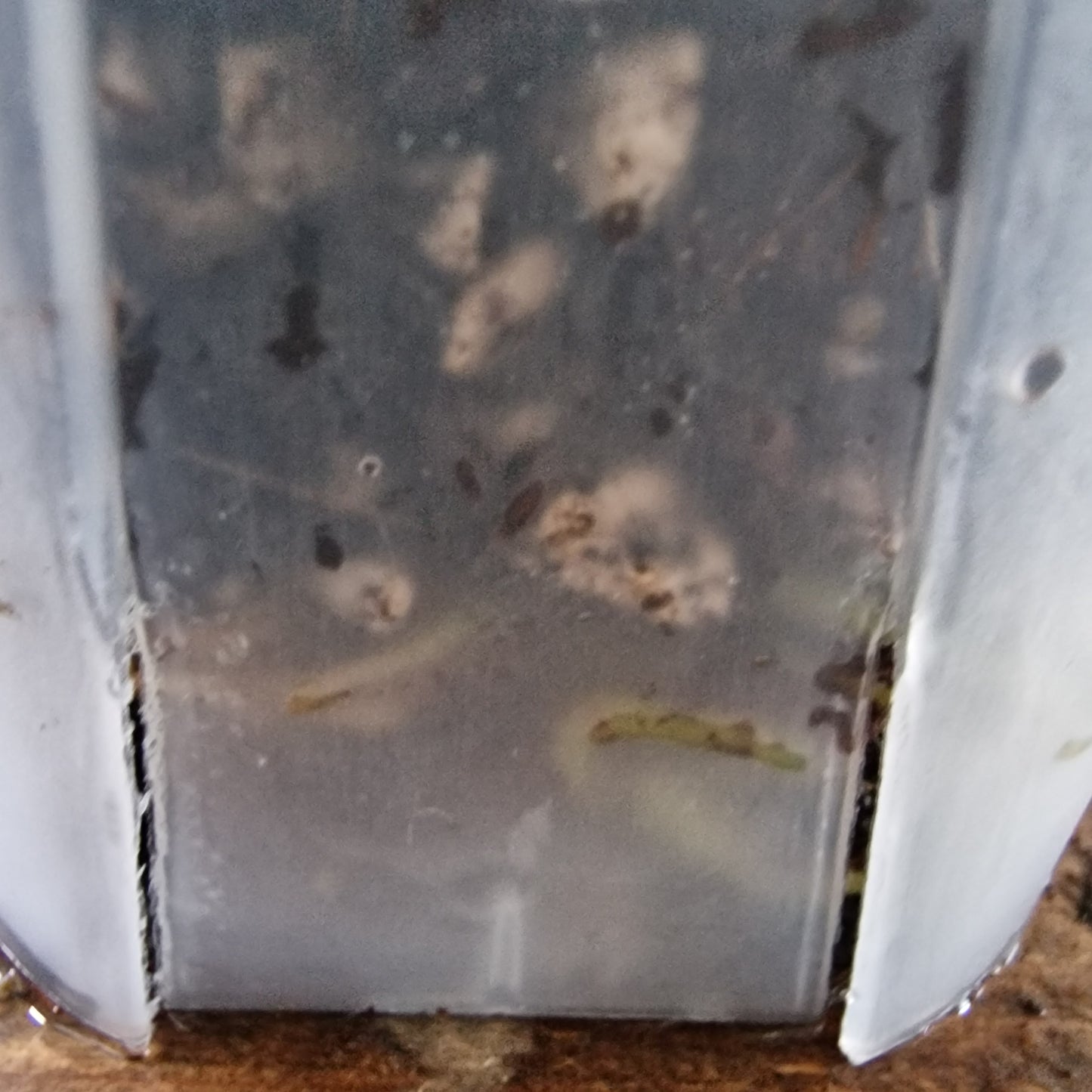 Ecuagenera Rehab Anthurium Novelty x Anth Jungle Dreams x Anth besseae aff (A4)