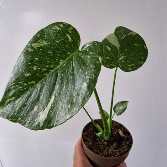 Monstera Thai Constellation Rare Houseplant 11cm pot