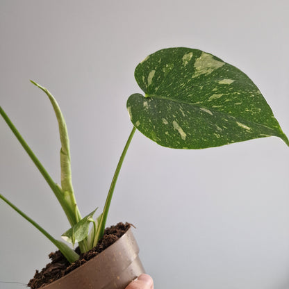 Monstera Thai Constellation Rare Houseplant 11cm pot