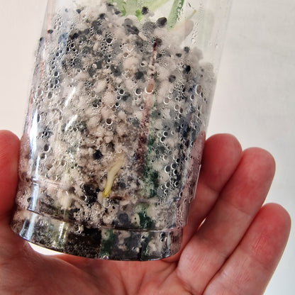 Monstera Bulbasaur – Young TC Plant (Exact Plant #2-3)