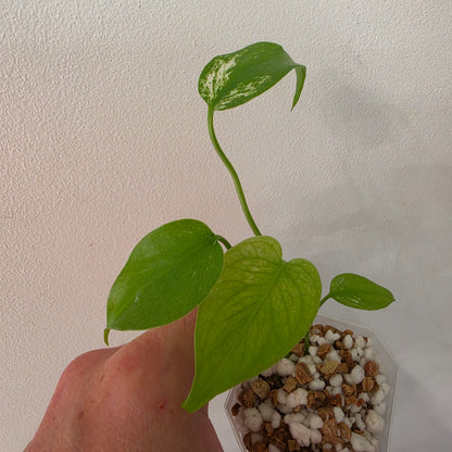 Monstera Devil – Acclimatised TC - Exact Plant (3) See Description