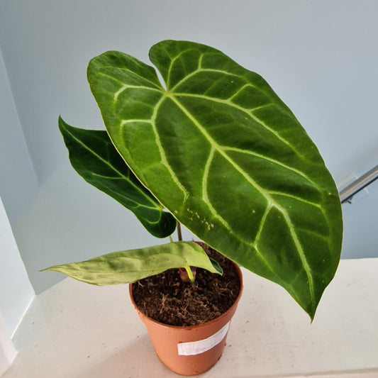Anthurium Magnificum Rare Houseplant 12cm pot