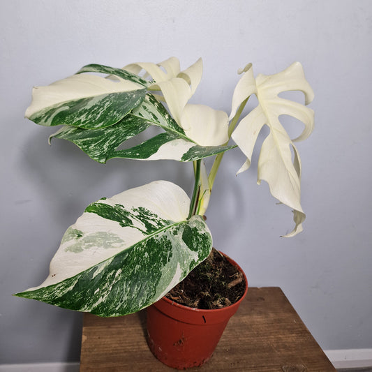 Monstera Albo ‘Super White’ – 15cm Pot (#1)