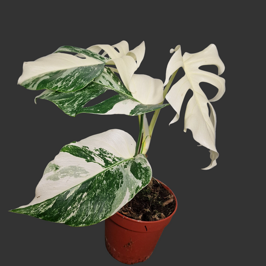 Monstera Albo ‘Super White’ – 15cm Pot (#1)