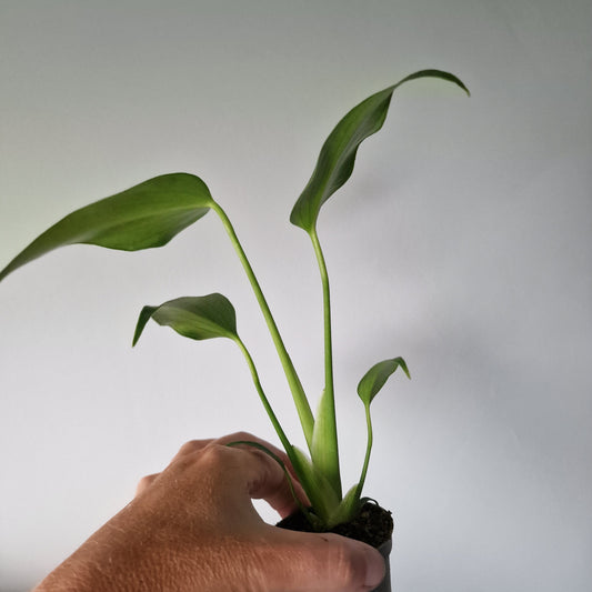 Pre order - end of Aug Monstera Burle Marx Flame Houseplant in 6cm pot