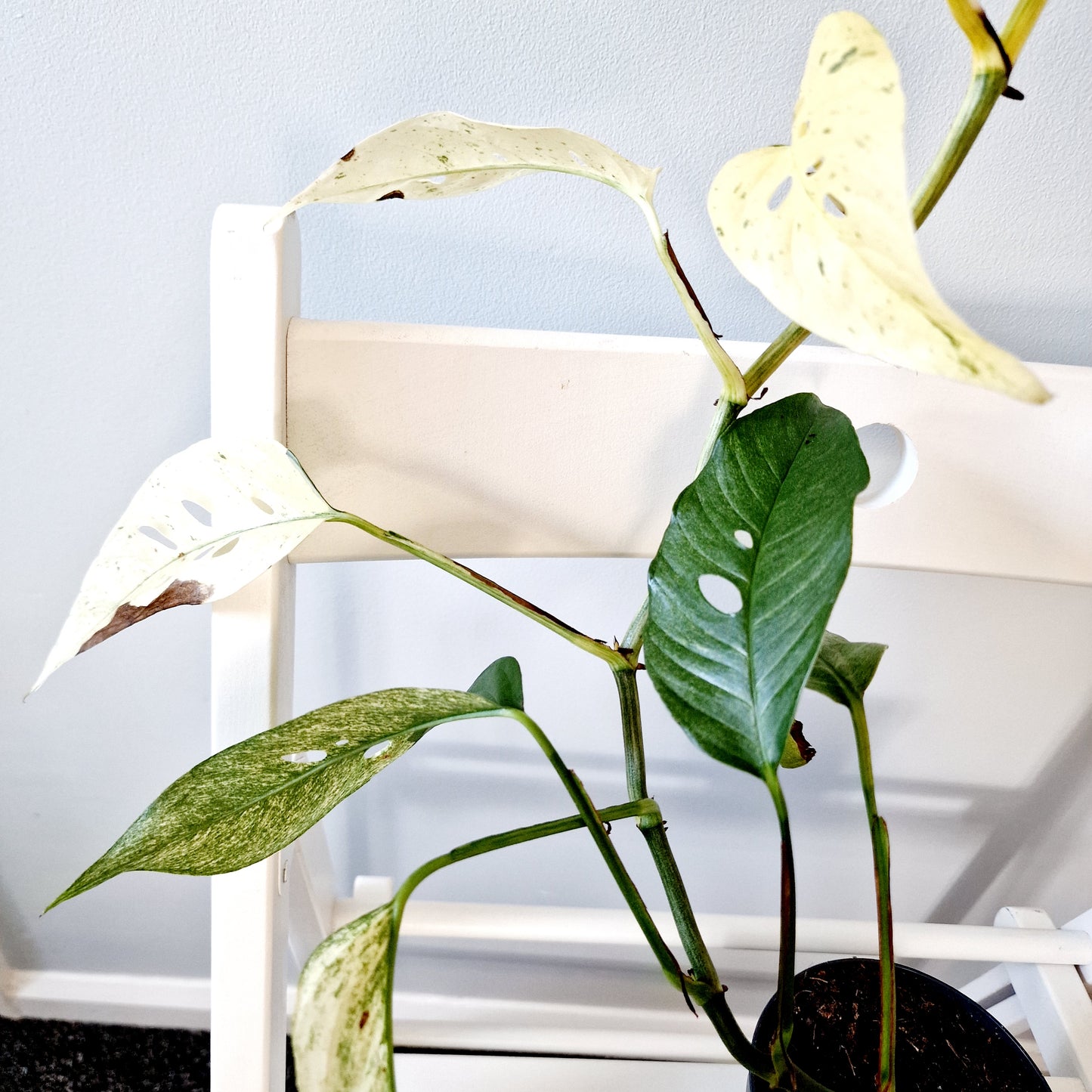 Monstera Laniata Mint Rare Houseplant 12cm pot (15)
