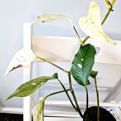 Monstera Laniata Mint Rare Houseplant 12cm pot (15)