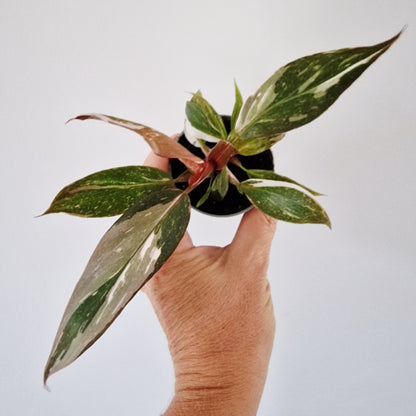 Philodendron Red Anderson Rare Houseplant 6cm pot