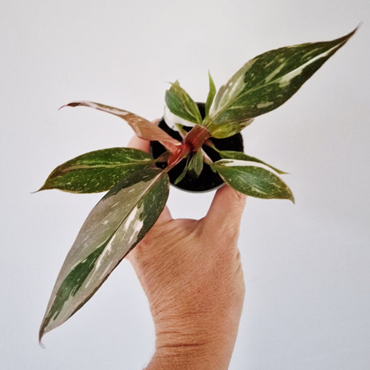 Philodendron Red Anderson Rare Houseplant 6cm pot