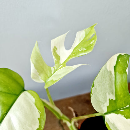 Rhaphidophora Tetrasperma Houseplant 10.5cm pot (3)
