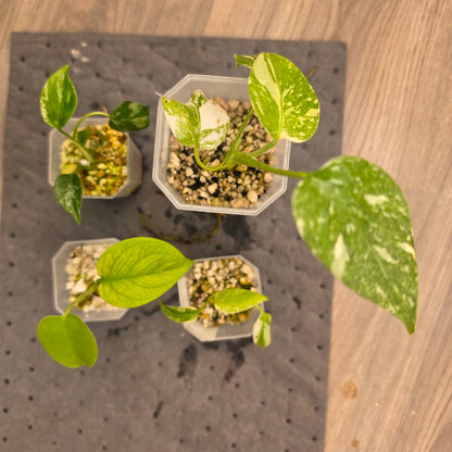 Monstera bundle - see description