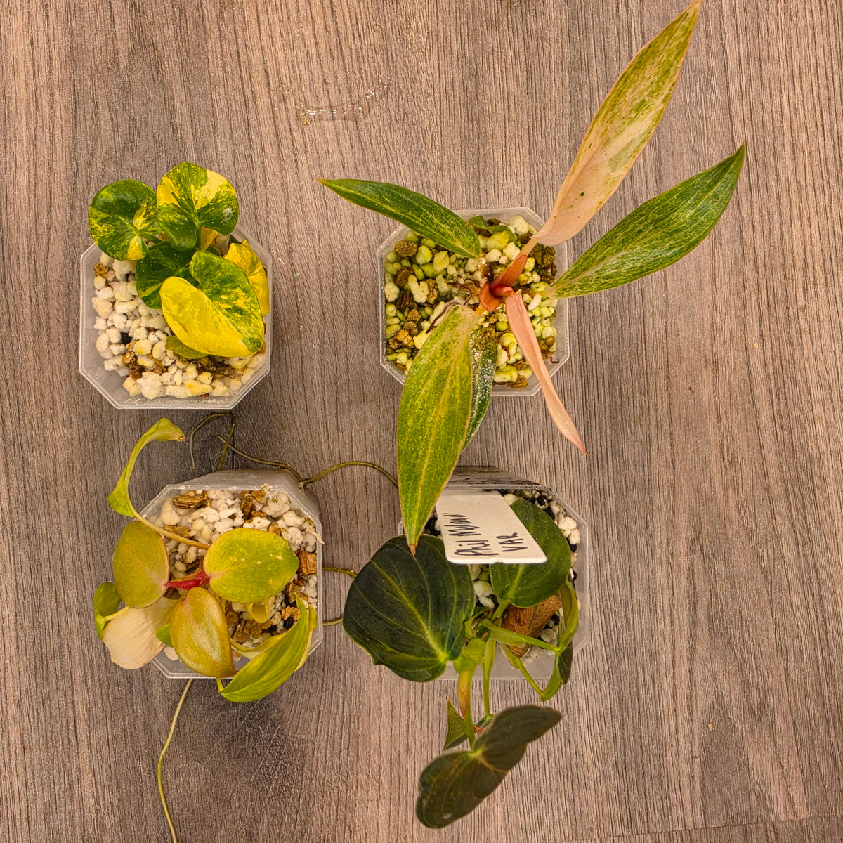 13 available at 4.50am Philodendron bundle - see description