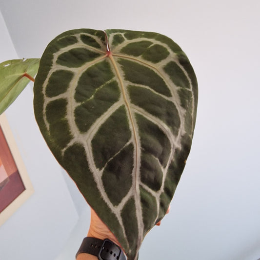 Anthurium Michelle by DocBlock Houseplant 9cm pot (2)