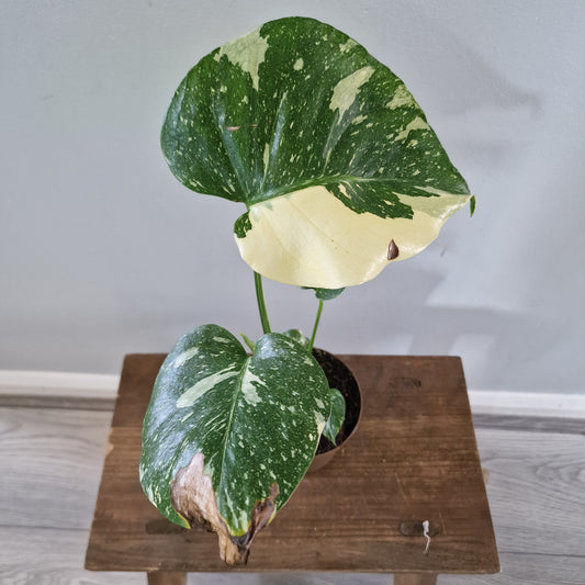 Monstera Thai Constellation Rare Houseplant 8cm pot (1)