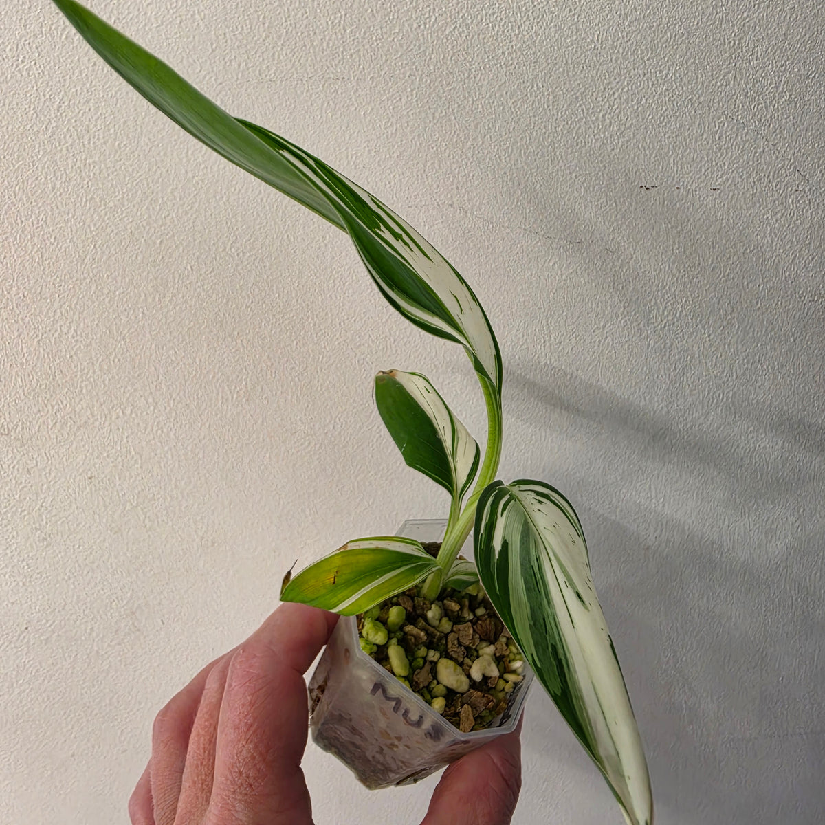Musa ‘Hawaii’ Variegated – Established | Exact Plant #1