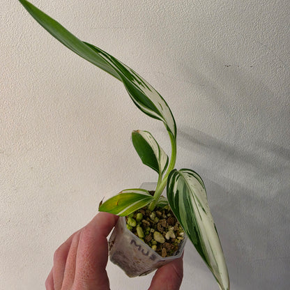 Musa ‘Hawaii’ Variegated – Established | Exact Plant #1