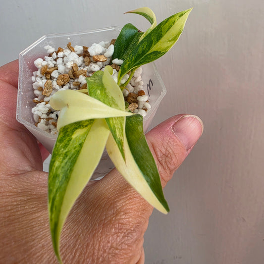 Philodendron Pedatum × Tortum Variegated (3) – Exact Plant - See Description