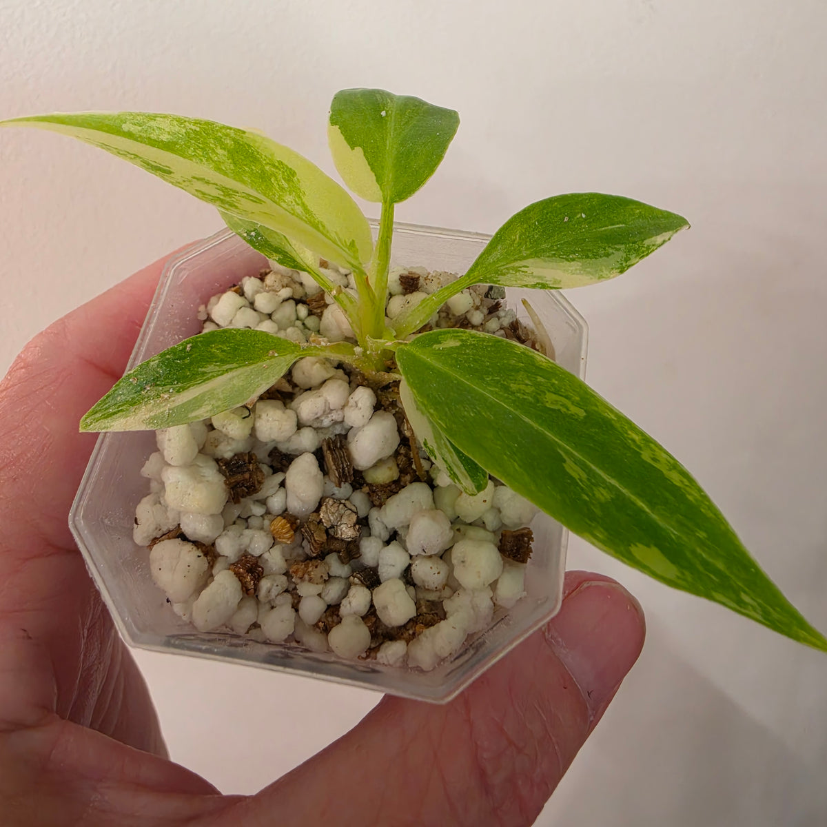 Philodendron Radiatum Variegatum – Exact Plant #2
