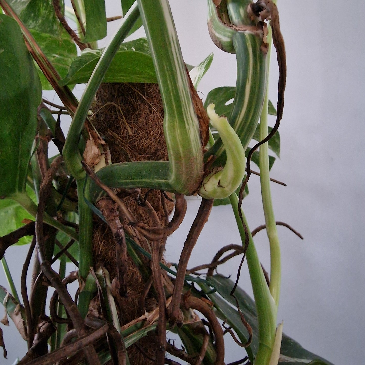 Monstera Albo approx 10 Plants in the 30cm Pot - 130cm tall collection only.