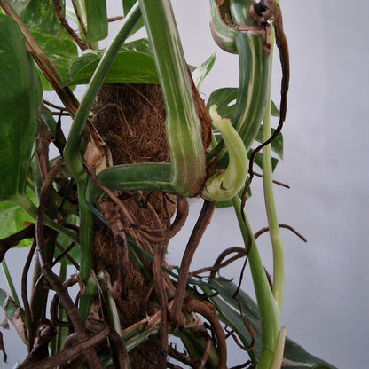 Monstera Albo approx 10 Plants in the 30cm Pot - 130cm tall collection only.