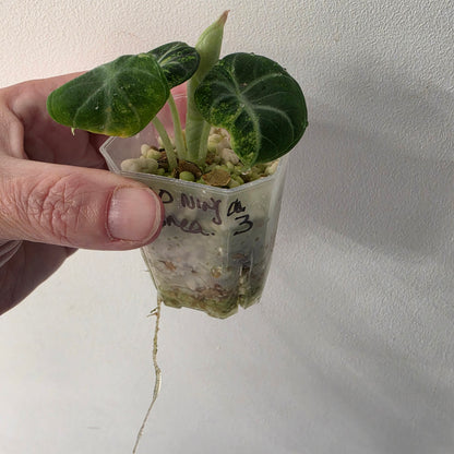 Alocasia Ninja Aurea Variegated – Exact Plant #3