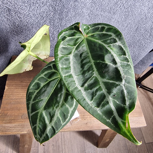 Anthurium Silver Streak Ecuagenera Import (r) worth £30 – Rehab Plant