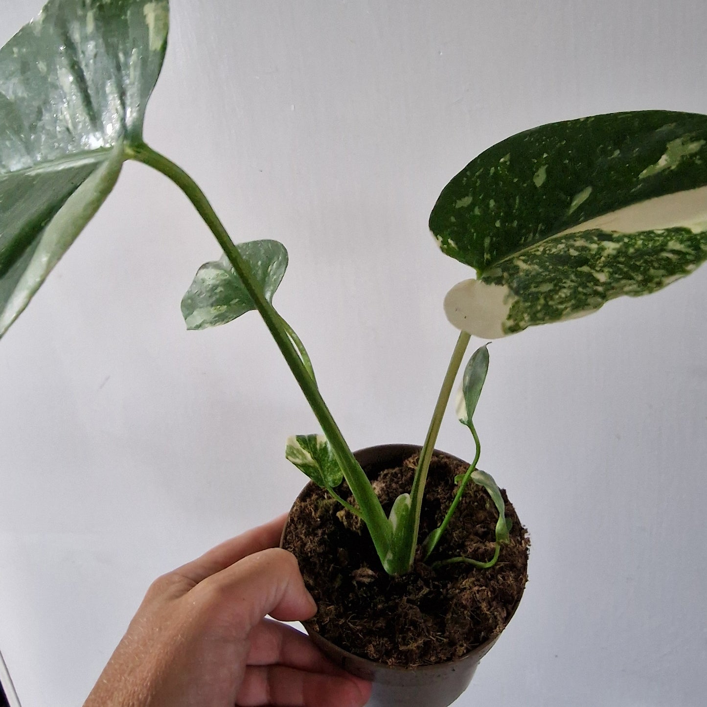 Monstera Thai Constellation Rare Houseplant 11cm pot (1a)
