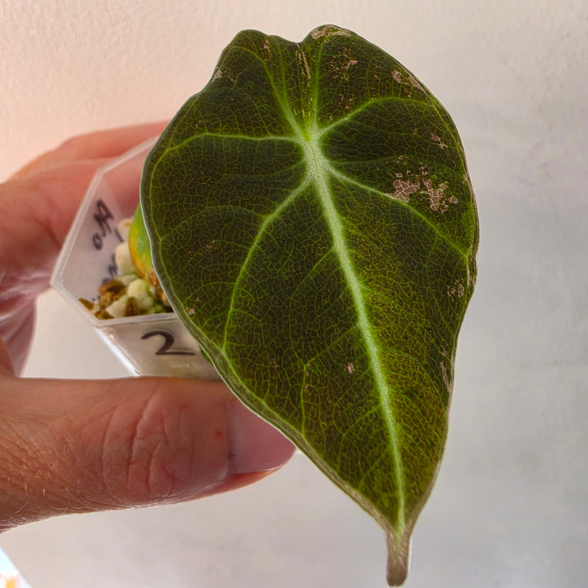 Alocasia longiloba Aurea Variegated #2