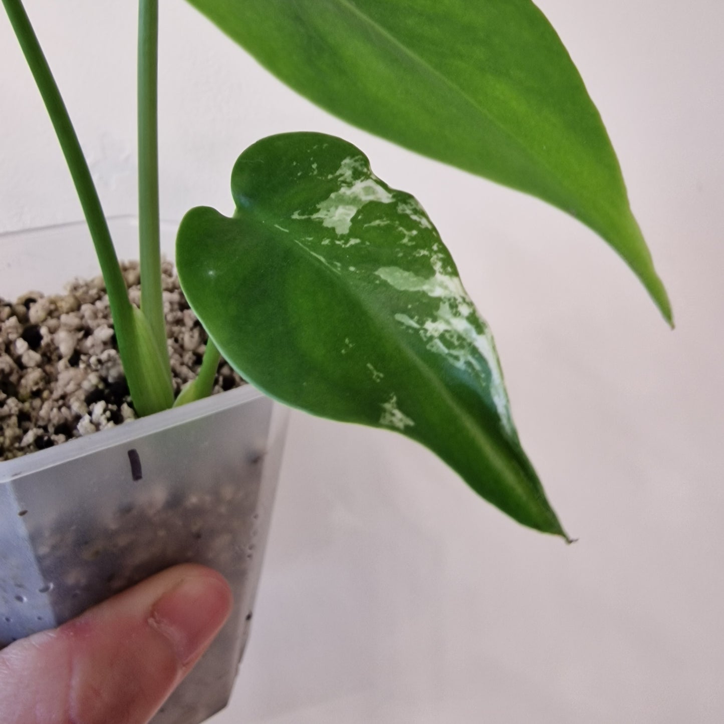 Monstera Devil – Acclimatised TC - Exact Plant (1)