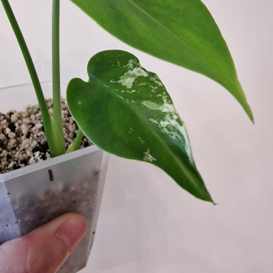 Monstera Devil – Acclimatised TC - Exact Plant (1)