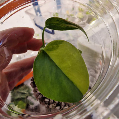 Monstera Yellow Marilyn – Variegated Monstera (Exact Plant) (2)