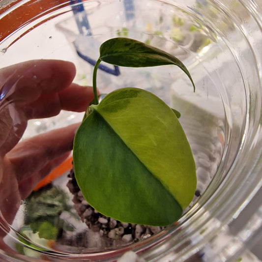 Monstera Yellow Marilyn – Variegated Monstera (Exact Plant) (2)