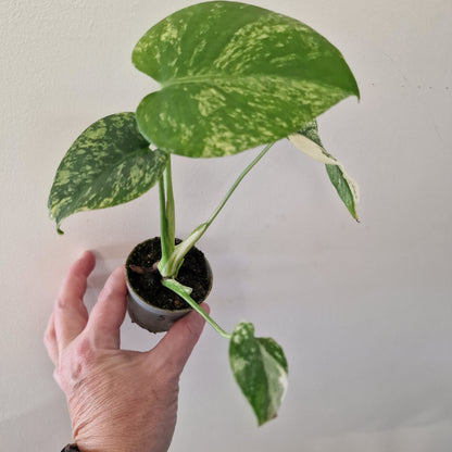 Monstera Mint – 6cm Pot (#5)
