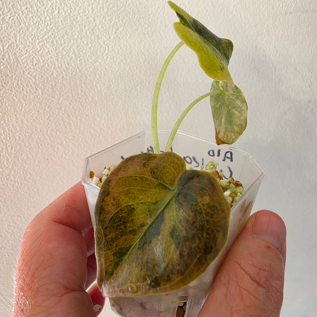 Alocasia Cuprea ‘Latte Gold’ – Acclimatised Tissue Culture | Exact Plant #5