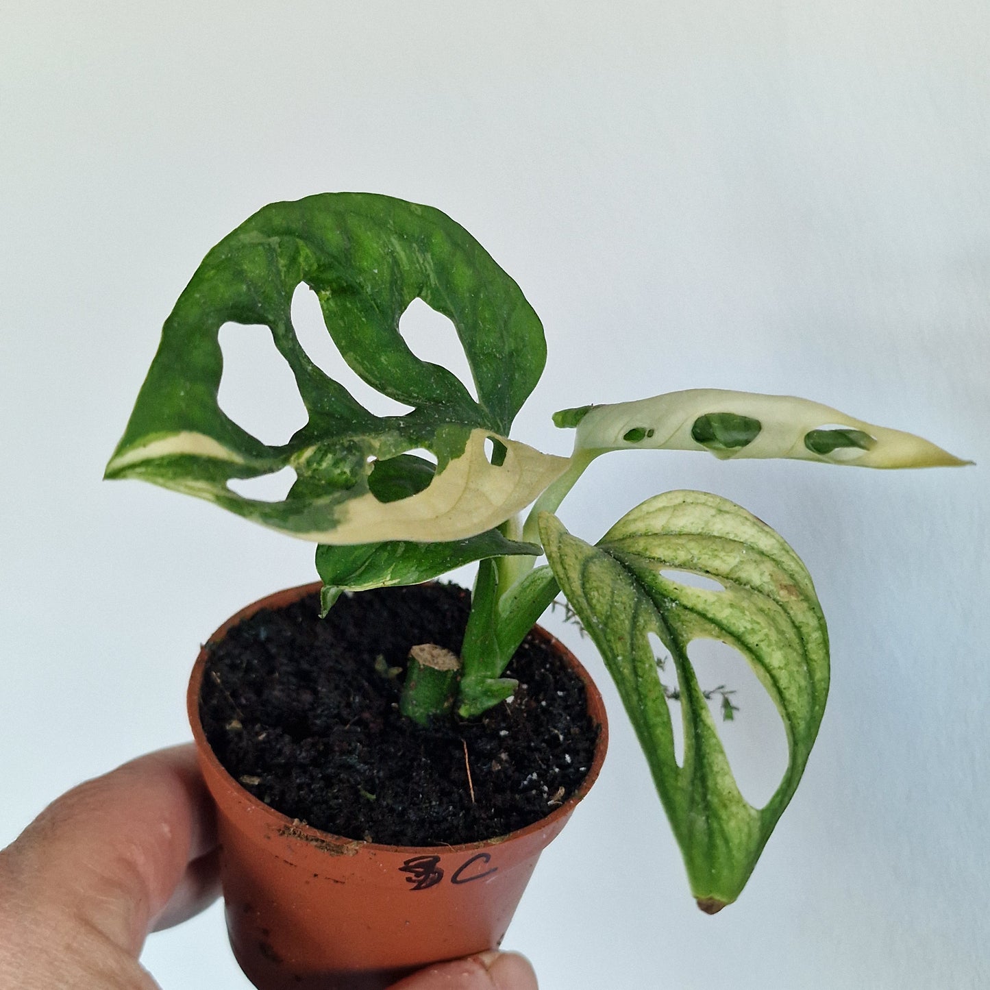 Monstera Adansonni Variegated (#c)