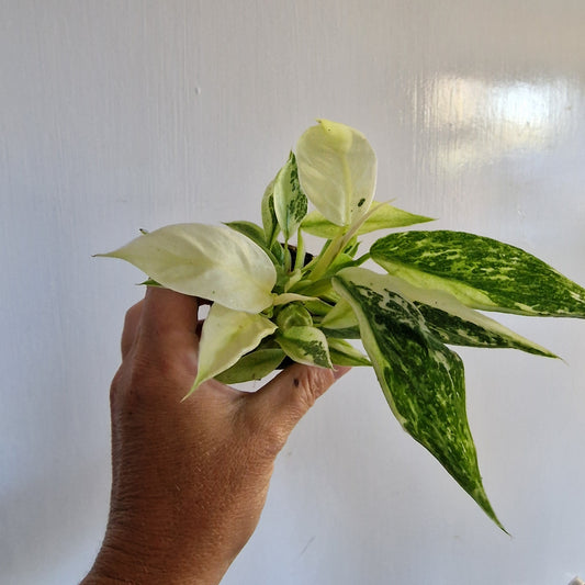Philodendron Jose Buono Rare Houseplant 6cm pot