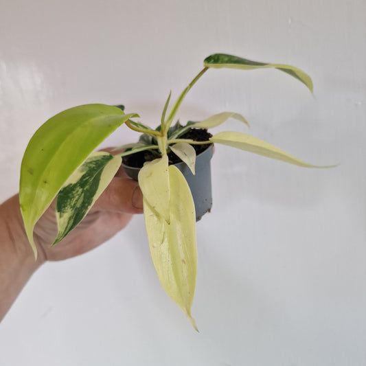 Philodendron Florida Beauty Houseplant in 6cm pot (1)