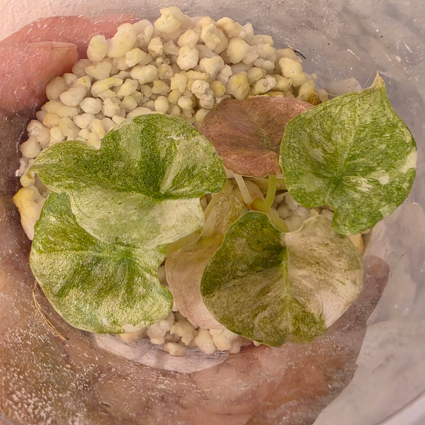Alocasia Cuprea Pink Spot Tissue Culture 🌸 see description