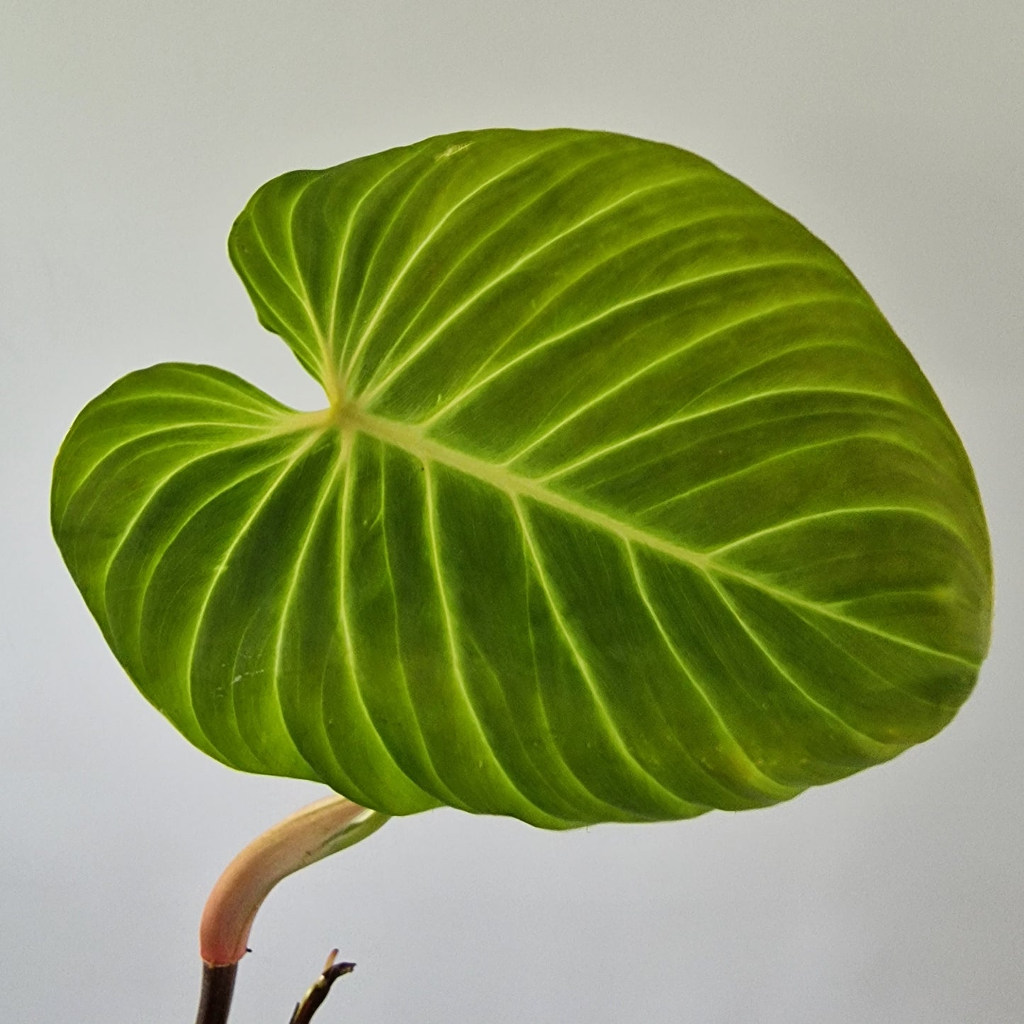 Ecuagenera Rehab Philodendron verrocosom Beauty