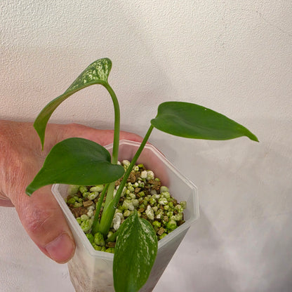 Monstera Devil – Exact Plant G3