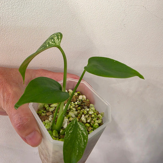 Monstera Devil – Exact Plant G3