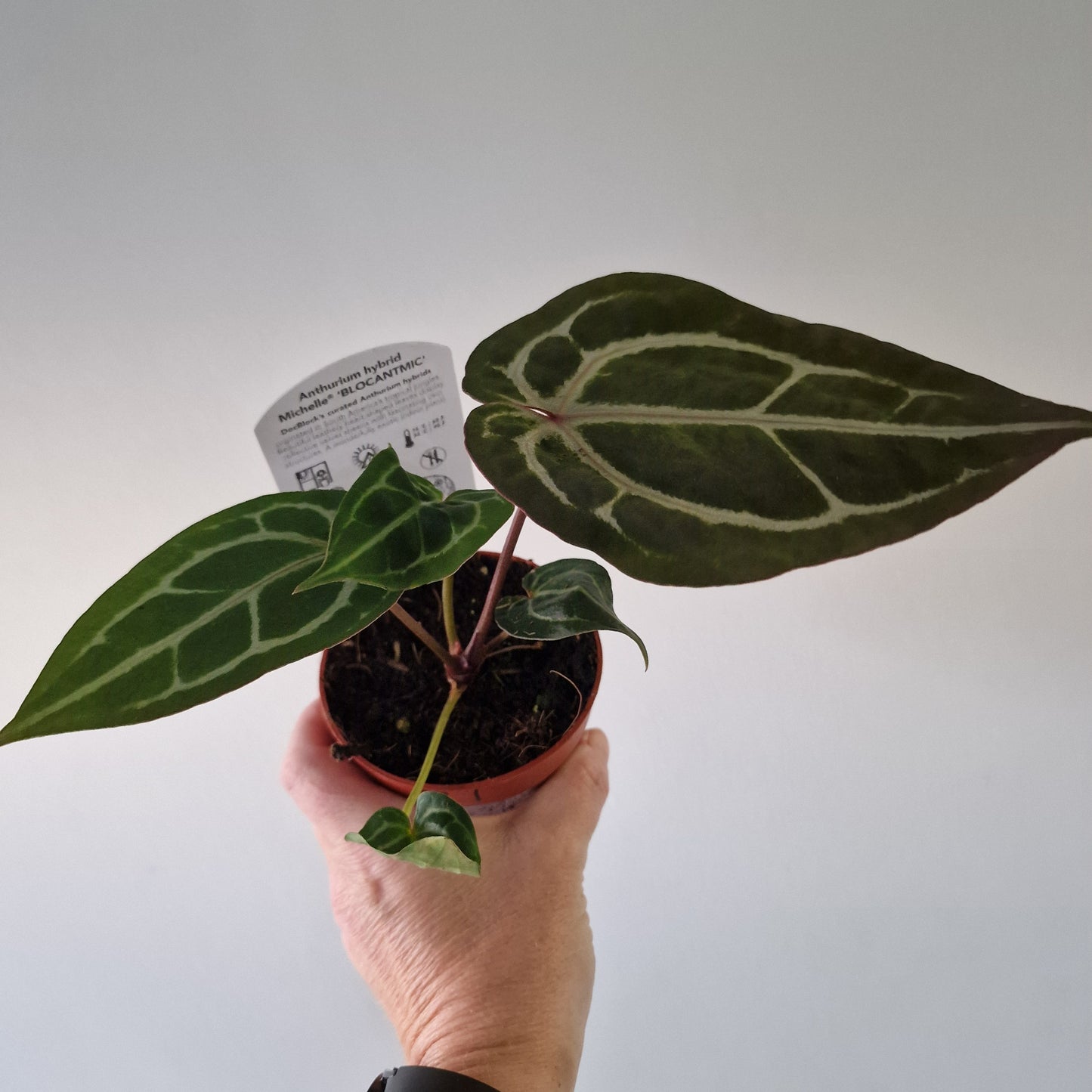 Anthurium ‘Michelle’ by DocBlock – 9cm Pot (#1)