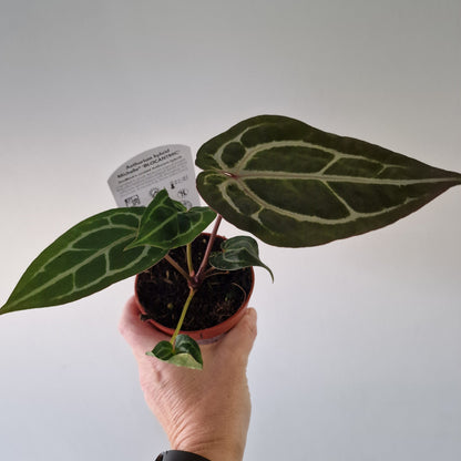 Anthurium ‘Michelle’ by DocBlock – 9cm Pot (#1)