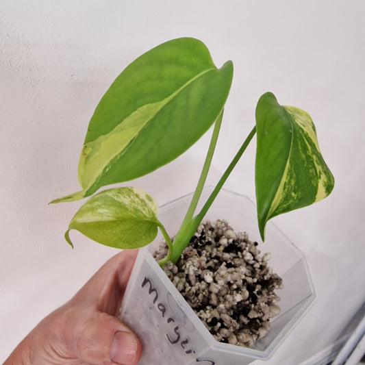 Monstera Yellow Marilyn – Variegated Monstera Exact Plant (3)