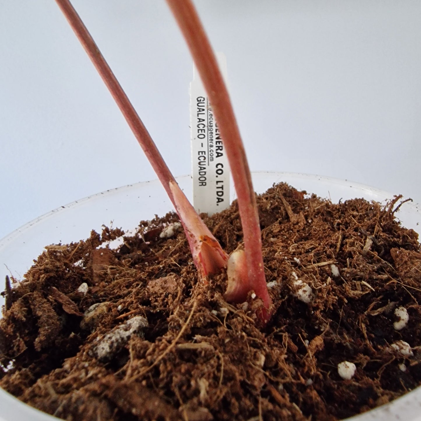 Ecuagenera Rehab Anthurium Espiritu de Montana x Anth Luxury Jungle