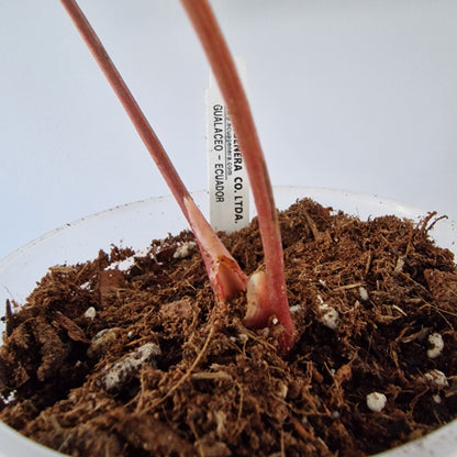 Ecuagenera Rehab Anthurium Espiritu de Montana x Anth Luxury Jungle