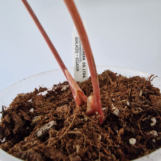 Ecuagenera Rehab Anthurium Espiritu de Montana x Anth Luxury Jungle