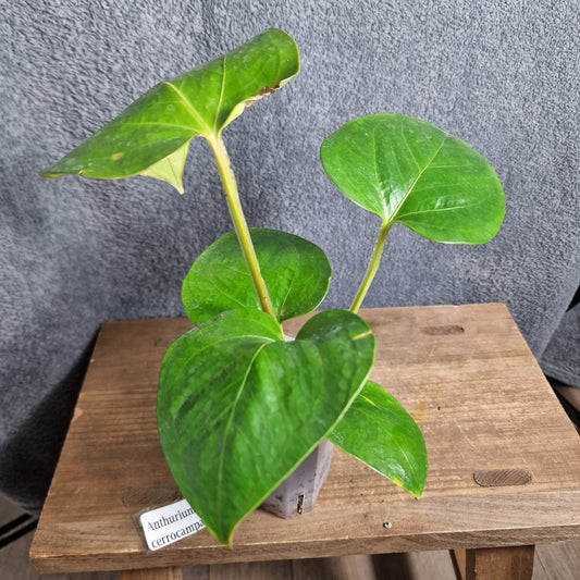 Anthurium Cerrocampanense Ecuagenera Import (l) worth £30 – Rehab Plant